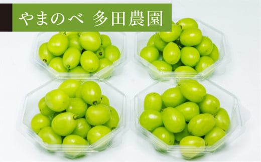 《先行予約》2025年 山形県産 シャインマスカット ダイヤパック 250g×4パック やまのべ多田農園のぶどう F21A-313 649571 - 山形県山辺町