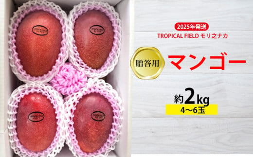 2025年発送【TROPICAL FIELD モリ之ナカ】贈答用マンゴー約2kg（4～6玉） フルーツ 果物 期間限定 数量限定 先行予約 南国 プレゼント お土産 おみやげ ギフト くだもの 沖縄 おきなわ 青果 デザート おすすめ 人気 冷蔵 夏 スイーツ