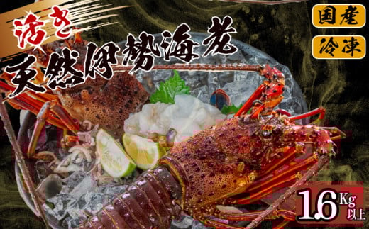 活き 伊勢海老 1.6kg 以上 ( 2尾 から 8尾 ) 吉岡 ( サイズ 混合 えび エビ いせえび 高級 鮮魚 イセエビ 海鮮 魚介 刺身 焼き物 汁物 ギフト 贈答 贈り物 祝い 歳暮 中元 高知 天然 海の幸 高知県 須崎市 ) IKY057-x 1585966 - 高知県須崎市
