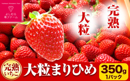 完熟いちご大粒まりひめ350g(1パック) 9粒 12粒 15粒 いずれか1パック よしむら苺ファーム 《1月中旬-4月中旬頃出荷》 和歌山県 岩出市 いちご 苺 イチゴ まりひめ 完熟 大粒 1033902 - 和歌山県岩出市