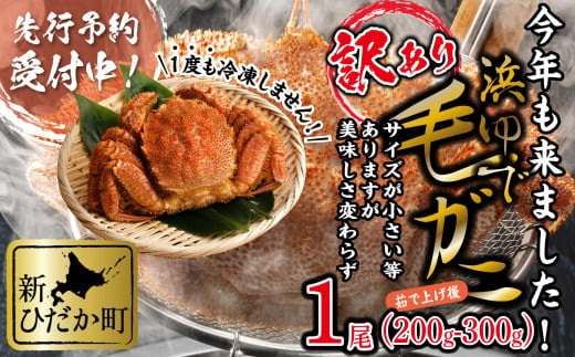 ＜2025年1月から順次発送＞ 訳あり 北海道産 浜ゆで 毛ガニ 1尾 ( 200g ～ 300g )  ＜ 予約商品 ＞ 毛蟹 毛がに かに味噌 カニ味噌 新鮮 旬 ボイル 浜茹で 海鮮 海産物 わけあり 訳アリ 