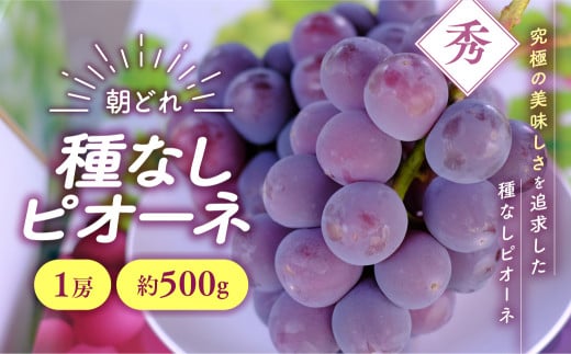 [2025年分発送] 種なし ピオーネ 1房 約500g 先行予約 先行 予約 山梨県産 産地直送 フルーツ 果物 くだもの ぶどう ブドウ 葡萄 新鮮 人気 おすすめ 国産 贈答 ギフト お取り寄せ 令和7年発送分 山梨 甲斐市