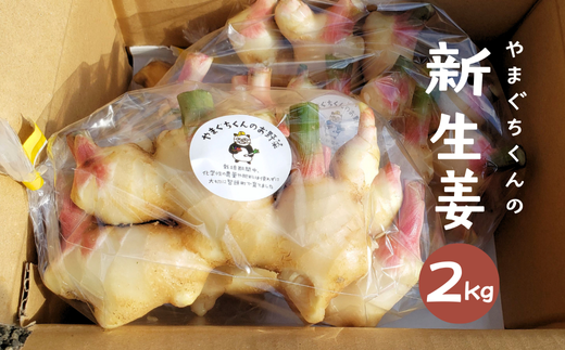 やまぐちくんの新生姜 ２kg (AF1-2) 2323431 - 鳥取県智頭町