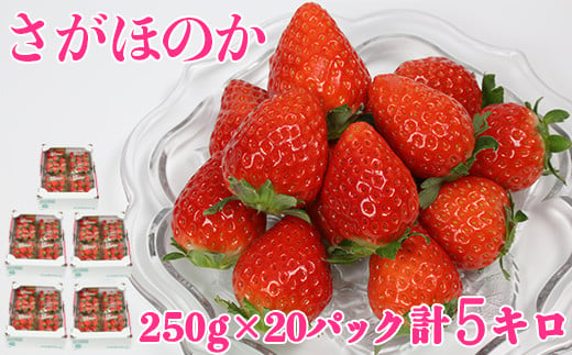 [2月発送]さがほのか 約5kg（約250g×20パック）／ いちご 5kg 先行予約 2月 フルーツ 苺 ＜133-402_5＞ 279243 - 大分県杵築市