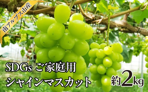 ＜2025年発送分先行予約＞SDGs ご家庭用 シャインマスカット約2.0kg ALPAJ042 1541961 - 山梨県南アルプス市