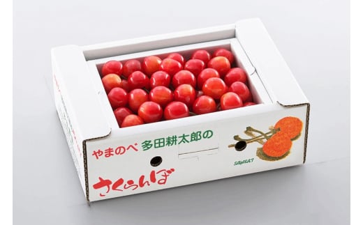 《先行予約》2025年 山形県産 佐藤錦 バラ詰め(パック）500g やまのべ多田耕太郎のさくらんぼ サクランボ F20A-038 254720 - 山形県山辺町