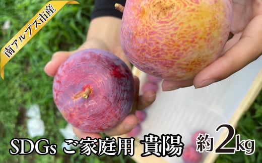 ＜2025年発送分先行予約＞SDGs ご家庭用 貴陽 約2.0kg ALPAJ043 1542104 - 山梨県南アルプス市