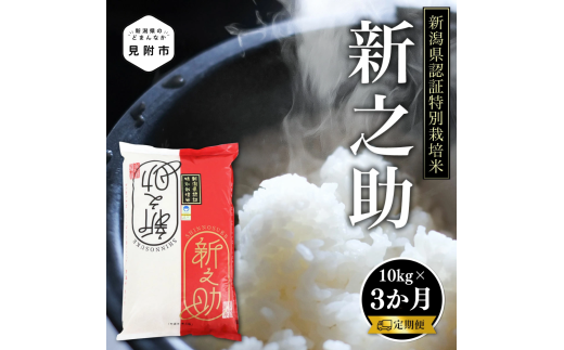 新潟 令和6年産 新之助 精米 30kg ( 10kg（5kg×2）×3カ月 ）定期便 定期便 精米 したてを お届け 新潟 のど真ん中 見附市 こしひかりより大粒 米 お米 白米 国産 ごはん ご飯 安心安全 1557060 - 新潟県見附市