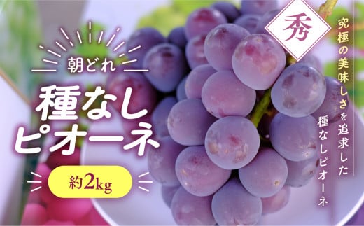 【2025年分発送】 種なし ピオーネ 約2㎏ 先行予約 先行 予約 山梨県産 産地直送 フルーツ 果物 くだもの ぶどう ブドウ 葡萄 新鮮 人気 おすすめ 国産 贈答 ギフト お取り寄せ プレゼント お供え お見舞い お中元 御中元 暑中見舞い 山梨 甲斐市 令和7年発送分 AV-34