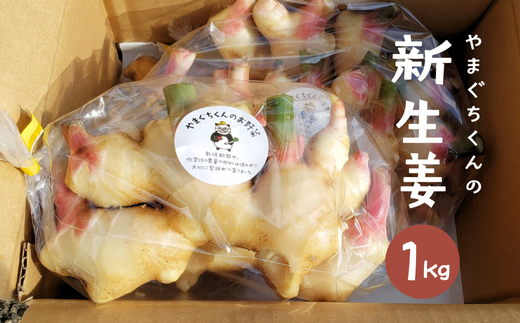 やまぐちくんの新生姜 １kg (AF1-1) 2323430 - 鳥取県智頭町