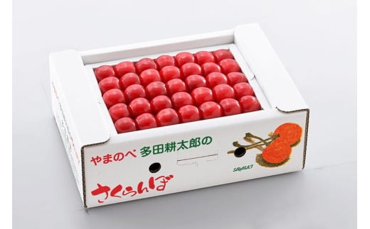 《先行予約》2025年 山形県産 佐藤錦 本詰め 約500g L~2L やまのべ多田耕太郎のさくらんぼ サクランボ F20A-042 254723 - 山形県山辺町