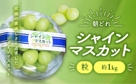 [2025年分発送] ご家庭用 訳あり シャインマスカット 粒 1kg 減農薬 先行予約 先行 予約 山梨県産 国産 産地直送 人気 おすすめ 贈答 ギフト お取り寄せ フルーツ 果物 くだもの ぶどう ブドウ 葡萄 シャイン シャインマスカット わけあり ワケアリ 新鮮 甘い 皮ごと 山梨 甲斐市