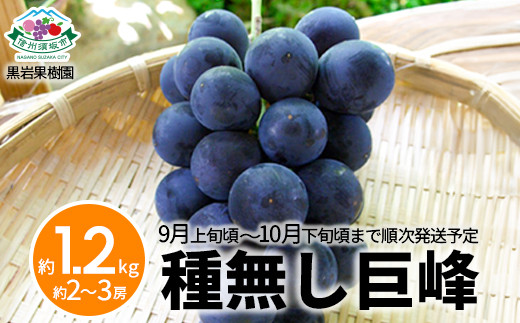 [No.5657-3469]種無し巨峰 約1.2kg (約2～3房)《黒岩果樹園》■2025年発送■※9月上旬頃～10月下旬頃まで順次発送予定 1060914 - 長野県須坂市