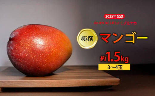 2025年発送　【TROPICAL FIELD モリ之ナカ】極撰マンゴー　約1.5kg（3～4玉） フルーツ 果物 期間限定 数量限定 先行予約 南国 プレゼント お土産 おみやげ ギフト くだもの 沖縄 おきなわ 青果 デザート おすすめ 人気 冷蔵 夏 スイーツ