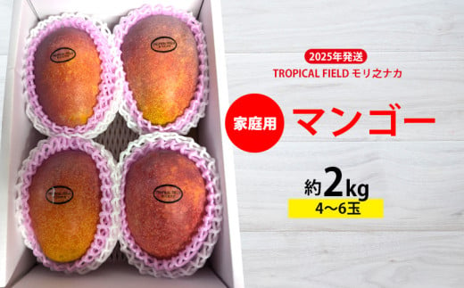 2025年発送【TROPICAL FIELD モリ之ナカ】家庭用マンゴー約2kg（4～6玉） フルーツ 果物 期間限定 数量限定 先行予約 南国 プレゼント お土産 おみやげ ギフト くだもの 沖縄 おきなわ 青果 デザート おすすめ 人気 冷蔵 夏 スイーツ