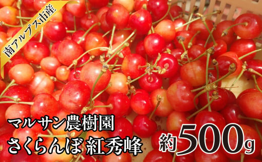 ＜2025年発送分先行予約＞マルサン農樹園　さくらんぼ　紅秀峰　約500g ALPAJ041 1541947 - 山梨県南アルプス市