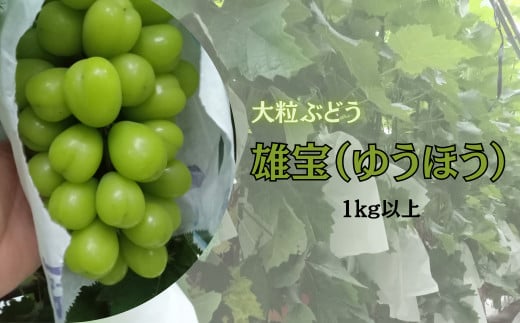 8月中旬頃より順次お届けします。※1房で1kgを超える場合がございます。