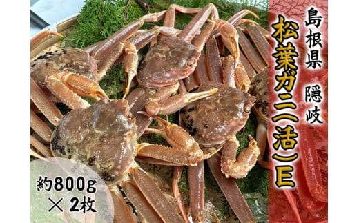 2705　【木村鮮魚店提供】　隠岐松葉ガニ(活)E 1542604 - 島根県隠岐の島町