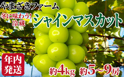 [No.5657-3442]【年内発送】冬に味わう！冷蔵シャインマスカット 約4kg (約5～9房) 《やまざきファーム》■2024年発送■※12月上旬頃～12月下旬頃まで順次発送予定  1060830 - 長野県須坂市