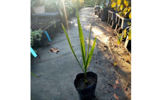 素敵な植物　ココスヤシ　2本セット【1551309】 1543323 - 三重県鈴鹿市