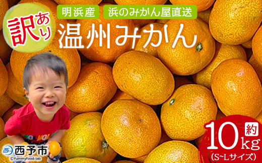 ＜訳あり 温州みかん 約10kg＞ 明浜産 果物 フルーツ みかん 蜜柑 ミカン うんしゅうみかん ウンシュウミカン オレンジ 柑橘 家庭用 食べて応援 特産品 浜のみかん屋 直送 愛媛県 西予市 【常温】 288153 - 愛媛県西予市