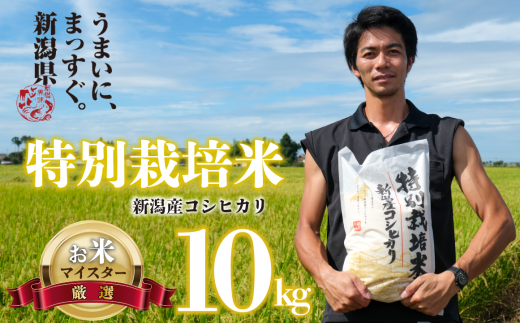 [令和6年産] 新米 コシヒカリ 10kg 5kg 2袋 新潟産 特別栽培米 コシヒカリ 斗伸 新潟県 コメ お米 米 こめ しんまい 新潟米 新潟 新発田 斗伸 年内配送