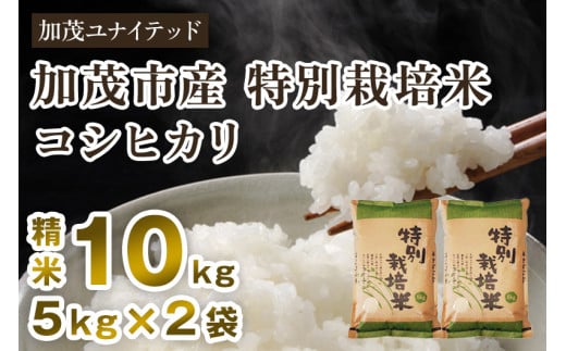 【令和6年産新米】加茂市産 特別栽培米 コシヒカリ 精米10kg 栽培期間中は化学肥料・農薬不使用 新潟米 お米 白米 こしひかり 加茂ユナイテッド 1542488 - 新潟県加茂市