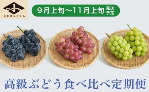 ［3回定期便］ 高級ぶどう食べ比べ定期便 約1kg × 3回 合計約3kg ［小布施屋］ フルーツ 果物 くだもの ぶどう 葡萄 ブドウ クール便 冷蔵 お楽しみ ナガノパープル クイーンルージュ® シャインマスカット 令和7年産 【2025年9月上旬～11月上旬発送】 ［J-7］ 676357 - 長野県小布施町