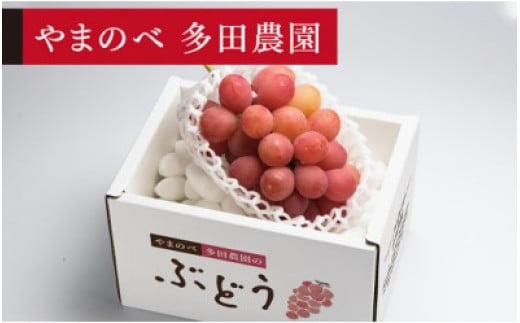 《先行予約》2025年 山形県産 クイーンニーナ 1房入り やまのべ多田農園のぶどう F20A-999 283358 - 山形県山辺町