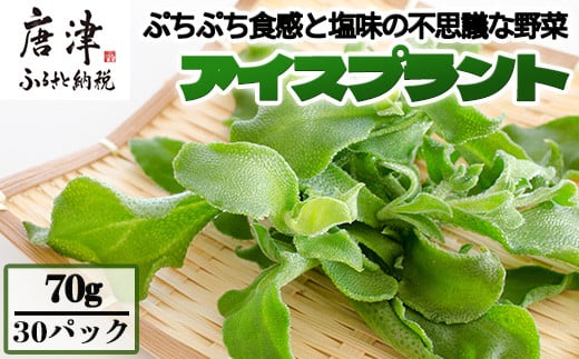 アイスプラント(70g×30パック)ぷちぷち食感 塩味 野菜 天ぷら 生春巻き サラダ スープ しゃぶしゃぶ 炒め物 おひたし