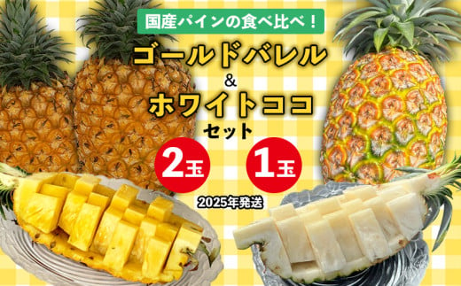 国産パインの食べ比べ！ゴールドバレル（2玉）&ホワイトココ（1玉）セット【2025年発送】 パイン パインアップル パイナップル ゴールドバレル ホワイトココ 数量限定 食べ比べ お試し ジューシー 希少 生産量日本一 国産 国産パイン おいしい 南国 トロピカル 予約 先行予約 沖縄 東村 1542187 - 沖縄県東村