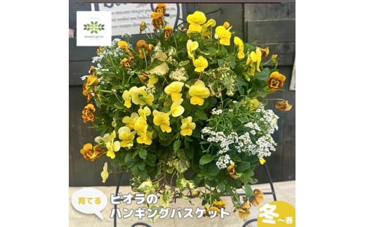 【オンライン決済限定】 花 育てる パンジー ビオラ ハンギング バスケット 寄せ植え  生花 自然 お花 植物 フラワー ギフト ガーデニング 飾り 庭 ベランダ 壁掛け 贈り物 おすすめ オススメ 静岡県 藤枝市