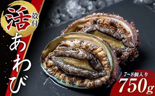 菅原商店の殻付活あわび（2号品）750g 鮑 アワビ 三陸山田あわび 三陸山田鮑 三陸山田 山田産 海産品 天然鮑 高級 リアス海岸 【配送日指定不可】 YD-743 1126995 - 岩手県山田町