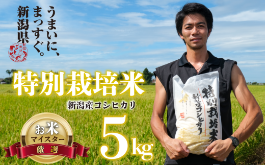 新米 白米 コシヒカリ 5kg 令和6年産 特別栽培米 こしひかり ご飯 備蓄 コメ お米 米 こめ しんまい 新潟産 新潟米 新潟県 新潟 新発田 新発田市 国産 斗伸 1462343 - 新潟県新発田市