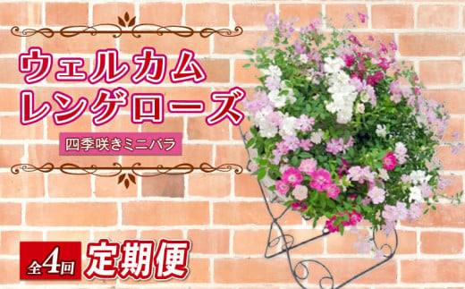 【全4回定期便】 【オンライン決済限定】 花 ウェルカム レンゲローズ リング 植え 生花 自然 お花 植物 フラワー ギフト ガーデニング 飾り 庭 ベランダ 壁掛け 贈り物 おすすめ オススメ 静岡県 藤枝市