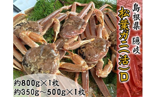 2707　【木村鮮魚店提供】　隠岐松葉ガニ(活)D　 1542605 - 島根県隠岐の島町