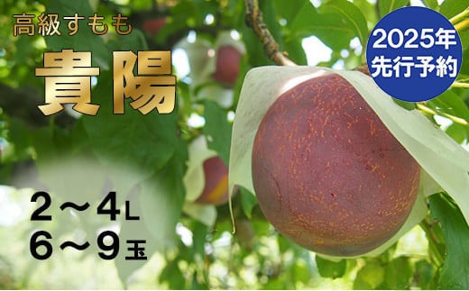 【2025年発送分 先行予約】【低農薬　除草剤・化学肥料不使用】すもも（貴陽）6-9玉（2L-4Lサイズ）貴陽 すもも スモモ 李 フルーツ 果物 プラム 低農薬 産地直送 フルーツ プラム 山梨 富士川町 937529 - 山梨県富士川町