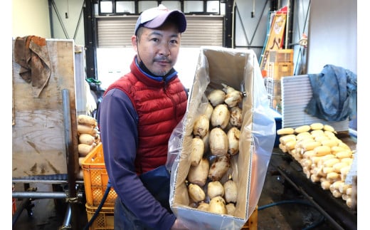 千葉県れんこん部門注文数最上位達成！【訳あり】無選別 神崎町ふるさと れんこん（1.5～2kg）[013-a008] 1541672 - 千葉県神崎町