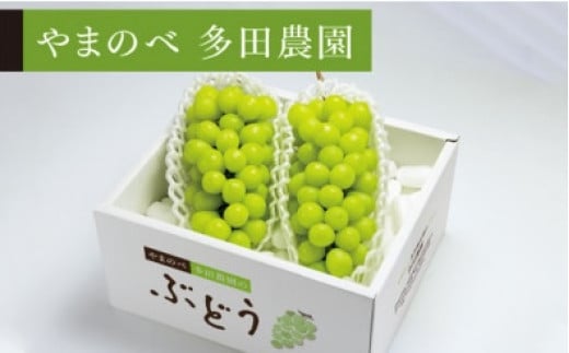 《先行予約》2025年 山形県産 シャインマスカット （2～3房入り） やまのべ多田農園のぶどう F20A-894 263157 - 山形県山辺町
