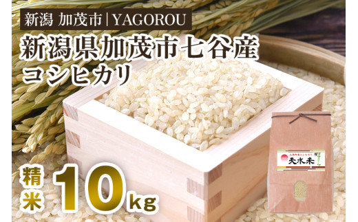 【令和6年産新米】新潟県加茂市 七谷産コシヒカリ 精米10kg 新潟産コシヒカリ 豊かな山水で育った天水米 加茂市 YAGOROU ヤゴロウ 1541637 - 新潟県加茂市