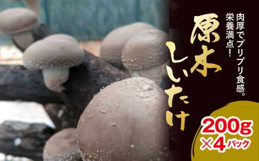 原木しいたけ 200ｇ×4パック／中村農園 しいたけ シイタケ 椎茸 原木しいたけ 生しいたけ 栄養満点 肉厚 プリプリ グリル焼き バター炒め AU003