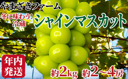 [No.5657-3845]【年内発送】冬に味わう！冷蔵シャインマスカット 約2kg (約2～4房) 《やまざきファーム》■2024年発送■※12月上旬頃～12月下旬頃まで順次発送予定 1114919 - 長野県須坂市