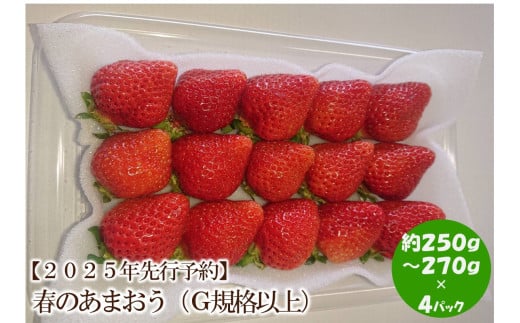 【2025年先行予約】春のあまおう(G規格以上4パック)【044-0016】 965441 - 福岡県中間市