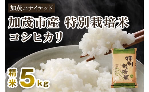 【令和6年産新米】加茂市産 特別栽培米 コシヒカリ 精米5kg 栽培期間中は化学肥料・農薬不使用 新潟米 お米 白米 こしひかり 加茂ユナイテッド 1542483 - 新潟県加茂市