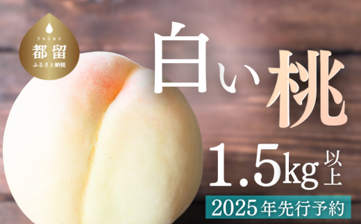 山梨県都留市産【2025年先行予約】日本一の産地 山梨県産　朝採れ白い桃 1.5kg以上 (５～７玉）もも　モモ　スイーツ　甘い　デザート　減農薬　減農薬栽培　ピーチ　おやつ　フルーツ　山梨