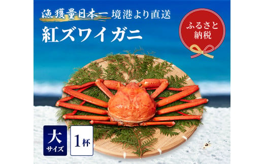 【蟹セレブ】ズワイガニ（紅ズワイガニ）大1杯（500～600g×1） 冷蔵 カニ ボイル 紅ズワイガニ 新鮮 ズワイガニ ずわいがに 期間限定 国産 鳥取県 倉吉市