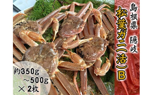 2711　【木村鮮魚店提供】　隠岐松葉ガニ(活)B　 1542607 - 島根県隠岐の島町