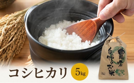 米 令和7年 コシヒカリ 5kg 一等米 