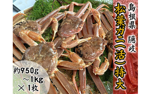 2703 [木村鮮魚店提供] 隠岐松葉ガニ特番サイズ(活) 1枚