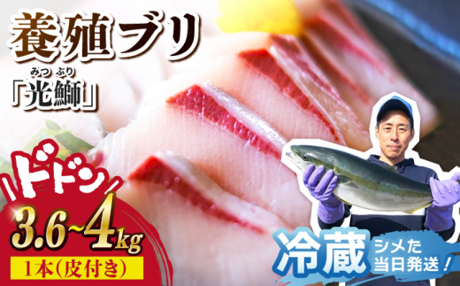 【着日指定可】魚 ブロック 養殖 ブリ「光鰤」1本 3.6～4kg  西海市産 魚 ブロック 刺身 ブリ ぶり ブリしゃぶ ＜小山水産＞ [CDZ006] 634758 - 長崎県西海市